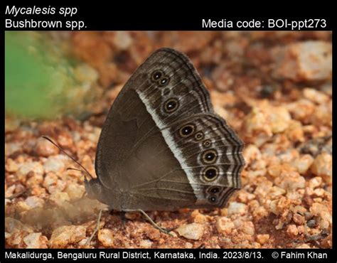 Mycalesis spp. | Butterfly