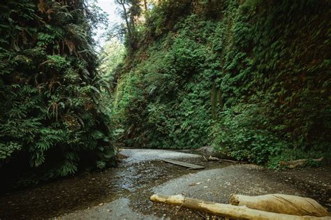 How To Find Fern Canyon Trail (NEW 2023 Permits Details!) - The Mandagies