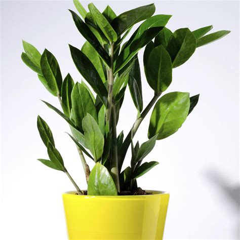 Zamioculcas zamifolia/ZZ Plant - Indoor Plants– Exotic Flora