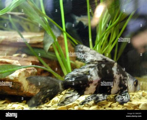 A high-definition image of vibrant aquarium fish swimming in a tank ...