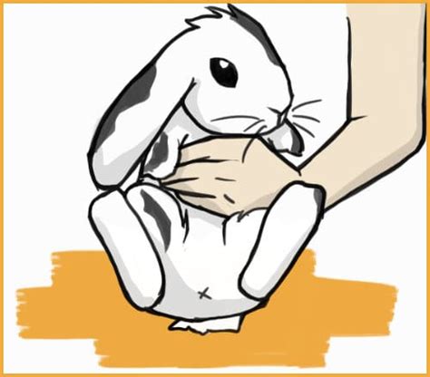 Rabbit Evolution Coin Poop 的图像结果