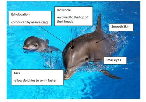 Image result for Zebra Optimization Algorithm