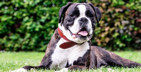 Boxer 的图像结果