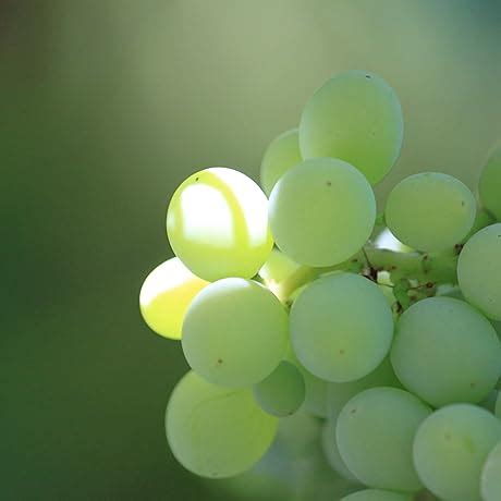 Chemtronics Flux-Off 1035 Concentrate Flux Remover Aerosol Can ...