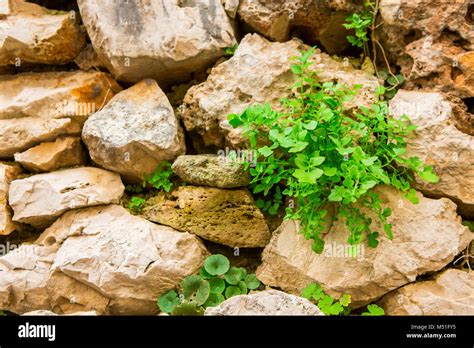 Image result for Plantlets Examples