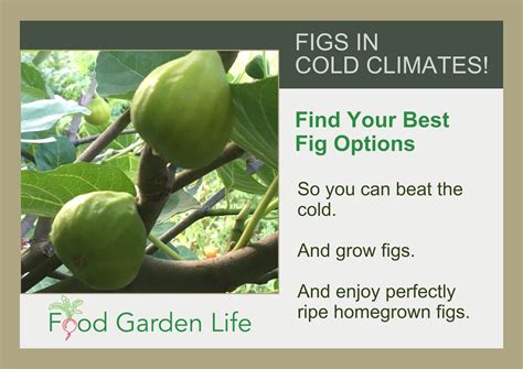 Propagating Fig Trees? Air Layering is Simple (Here’s How in 6 Steps ...