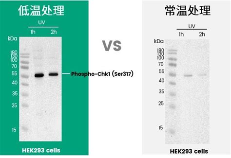 PNE vs WBA 的图像结果