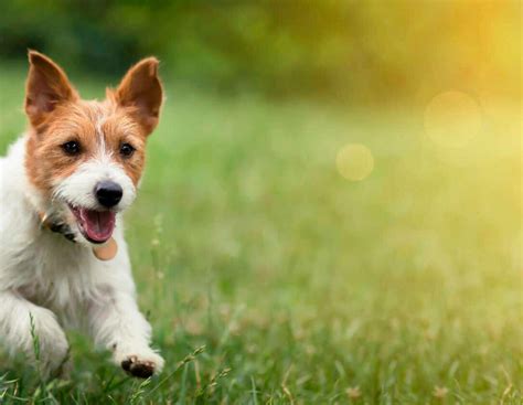 Klimakiller Hund: CO2-Ausstoß überrascht sogar Forscher | agrarheute.com
