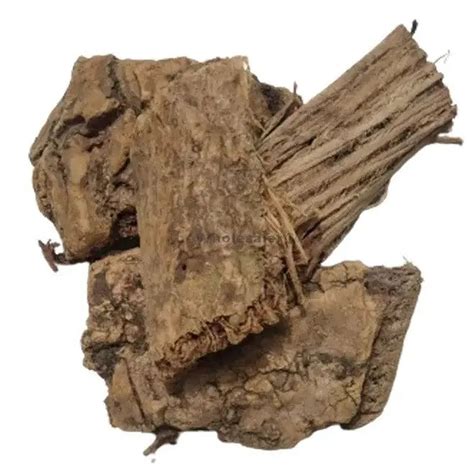 Moringa Bark - Sehjan - Drumstick - Moringa oleifera- Bulk Supplier ...
