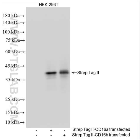Strep Tag II antibody (85798-1-RR) | Proteintech