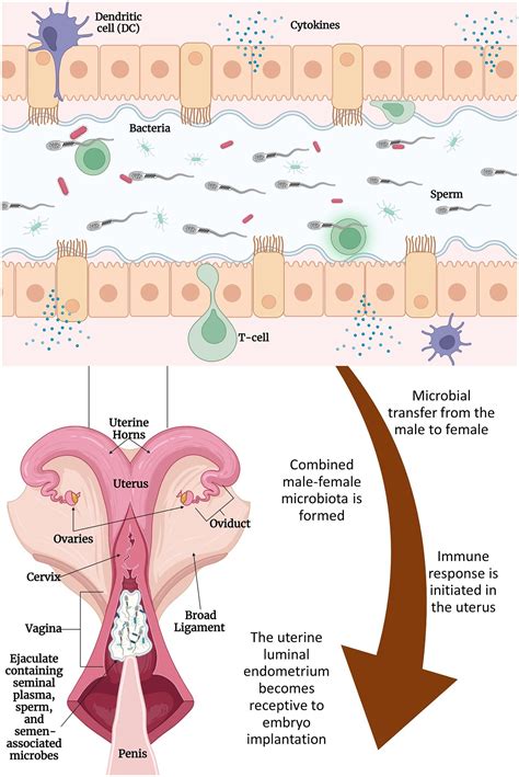 Cow Reproductive System Model 的图像结果