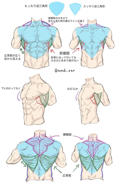 Image result for Body Drawing Reference