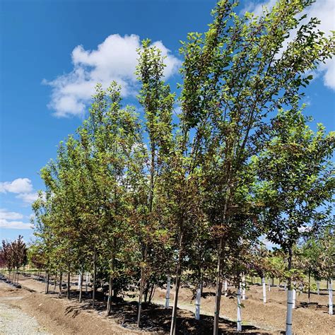 Chokecherry Tree MI 的图像结果