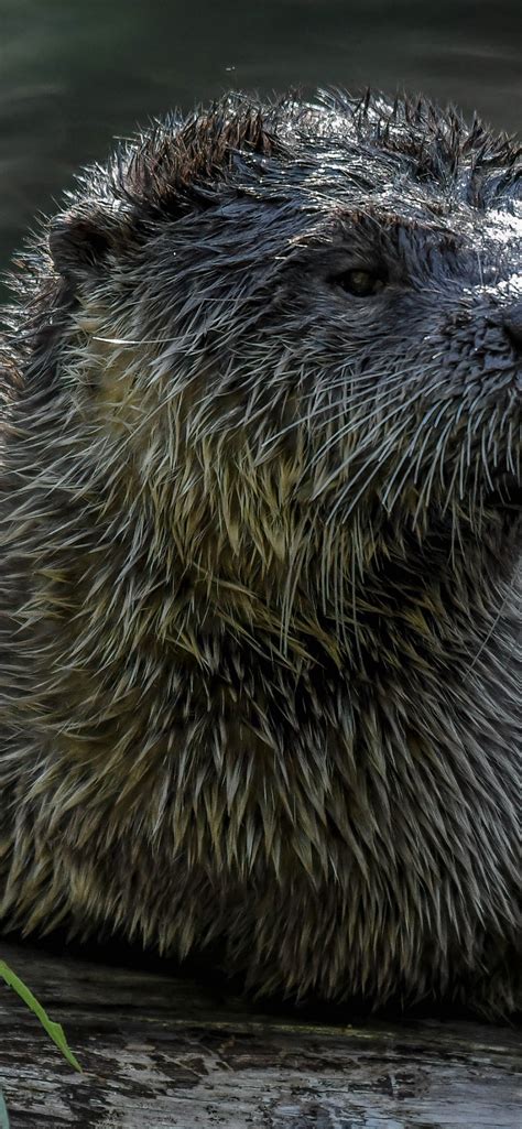 Download wallpaper face, water, photo, otter, section animals in ...