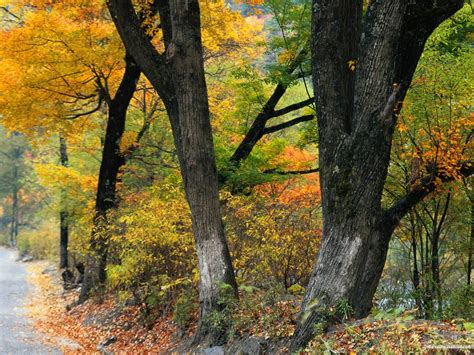 壁纸1400×1050森林里的秋天 秋天的森林图片壁纸,秋色无限-森林里的秋天壁纸壁纸图片-风景壁纸-风景图片素材-桌面壁纸