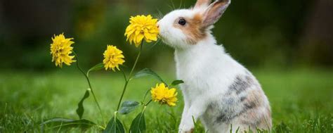 梦到兔子是什么征兆 | 十号生活百科