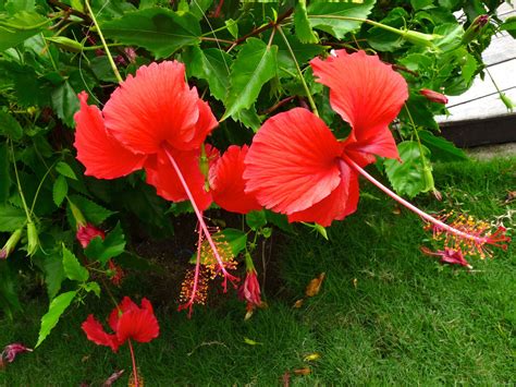 Green Paradise Red Hibiscus Desi Traditional tropical hibiscus Red Jas ...
