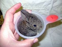 Image result for Cup Bunny Animals