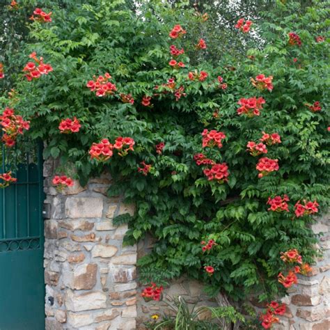 Red Trumpet Vine | Campsis tagliabuana 'Madame Galen' – Roots Plants