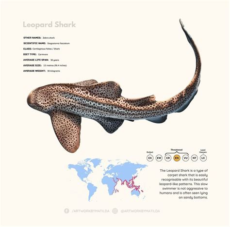 Pin by J☢️hn Sch☣️llen on 007. Natuur | Nature | Naturaleza | Leopard shark, Zebra shark, Shark ...