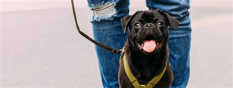 Homepage | Carson Valley Veterinary Hospital