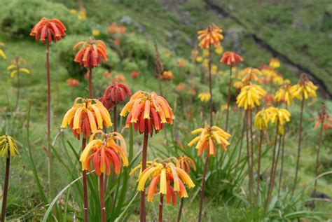 Flora of Ethiopia :: Ethiopian Adventure Tours