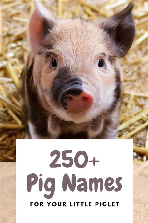 250+宠物猪的名字为你的小猪(从阿尔伯特到沃利)- PetHelpful - 欧宝体育官网登录