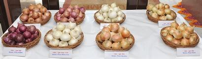 Annual Workshop of Onion & Garlic (AINRPOG) organized | ICAR