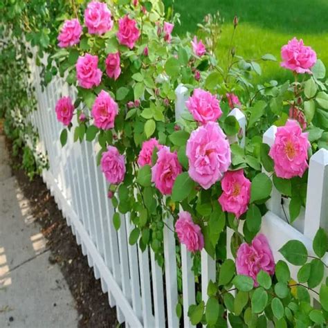 TAPOBON Pink Climbing Rose Fragrant Flower Plants & Tree (1-2 Feet Size ...