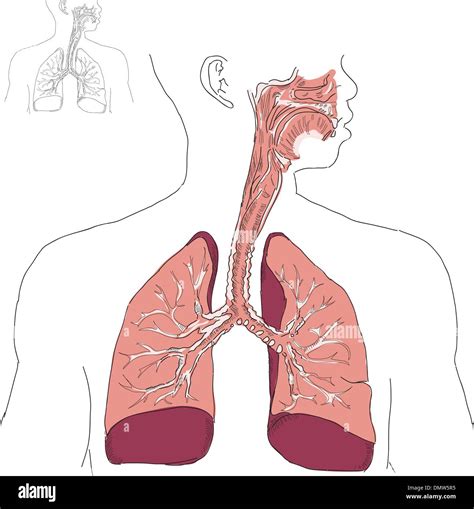 Respiratory system hi-res stock photography and images - Alamy