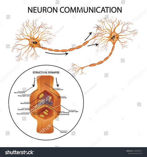 Neuron Communication Transmission Nerve Signal Between Stock Vector ...