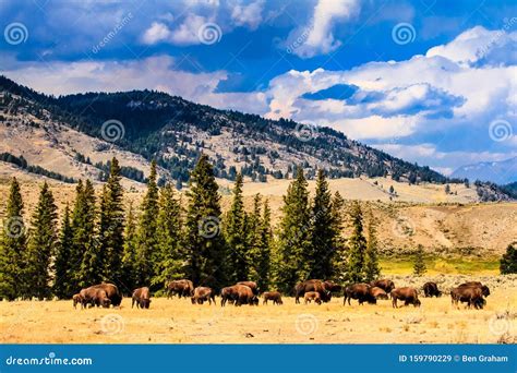 Group of Buffalo Under Big Sky Stock Image - Image of wyoming, animal ...