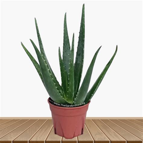 Aloe Vera Potted Plant Edible plant | Shopee Singapore