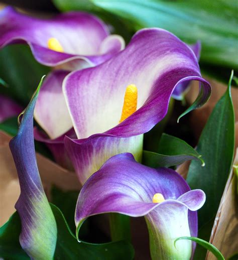 3,000+ Free Calla Cascade & Calla Lily Photos - Pixabay