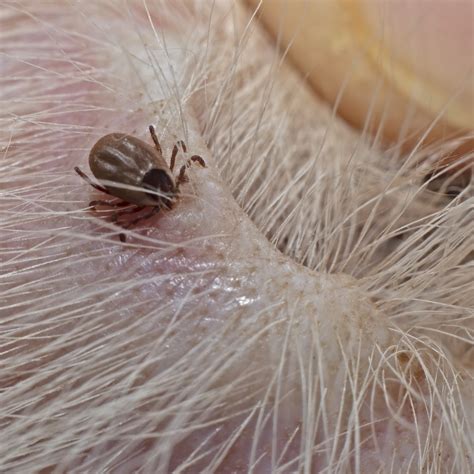 Dog Tick Bites