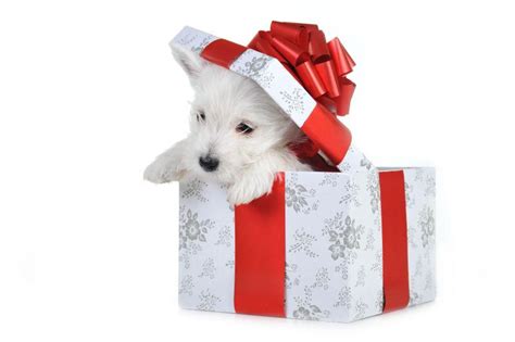 盒子里可爱的小狗图片-礼品盒子里的可爱小狗素材-高清图片-摄影照片-寻图免费打包下载