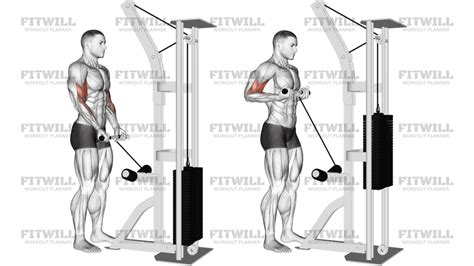 Image result for Cable Curl Workout
