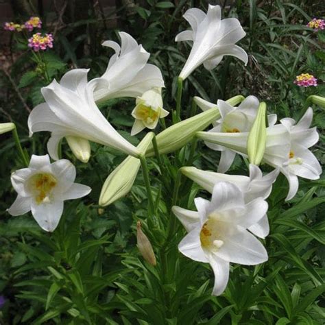 Buy Lilium Longiflorum, Easter Lily (White) - Bulbs (set of 5) online ...