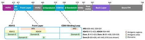Broadly Neutralizing Antibody Characteristics in Hepatitis C Virus ...