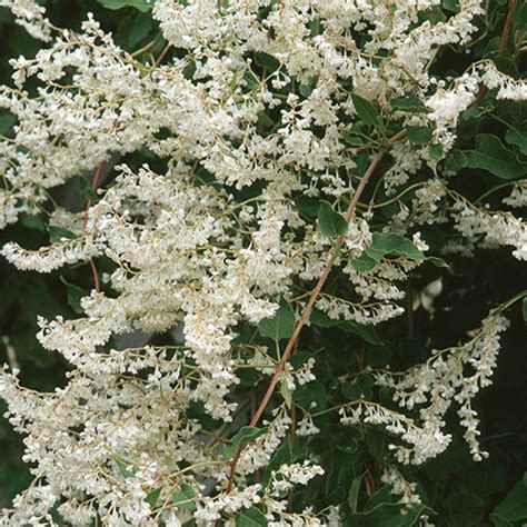 Polygonum Aubertii Silver Lace Vine | SiteOne