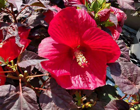 44 Types of Hibiscus You Should Grow in Your Garden