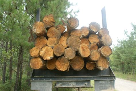 Image result for Timber Value