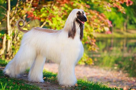 https://www.selectadogbreed.com/media/1467/afghanhound_adult.jpg?utm_source=chatgpt.com