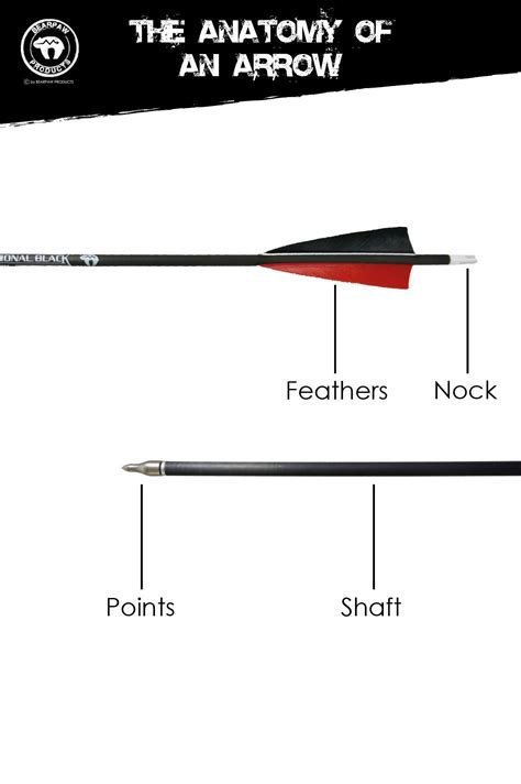 Anatomy of an arrow | Archery, Archery accessories, Bearpaw