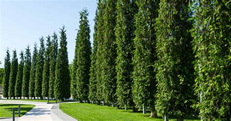 The Fastest Growing Tree In The World: A 2026 Growth Guide