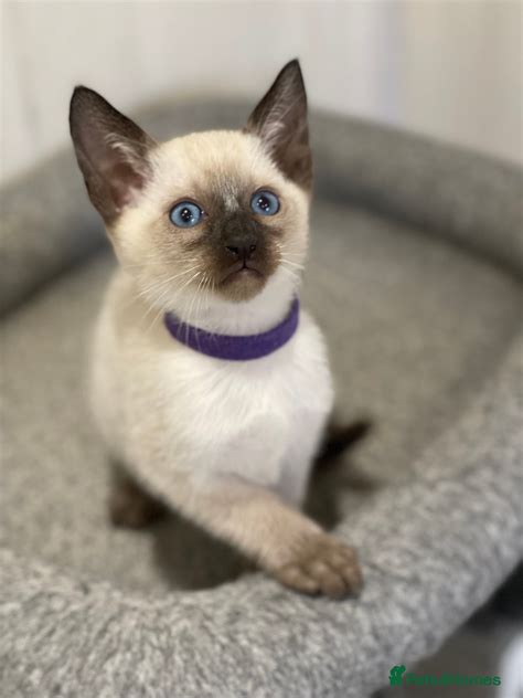 Seal point Siamese kittens for sale | Pets4Homes