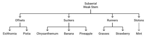 Morphology of Flowering Plants Chapter Notes - Biology Class 11 - NEET ...