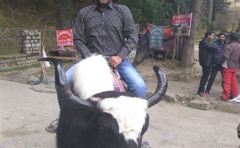 HOTEL MANALI INN - Hotel Reviews & Photos - Tripadvisor