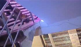 Leopard gatecrashes Lucknow wedding; bride-groom remains stuck in car ...