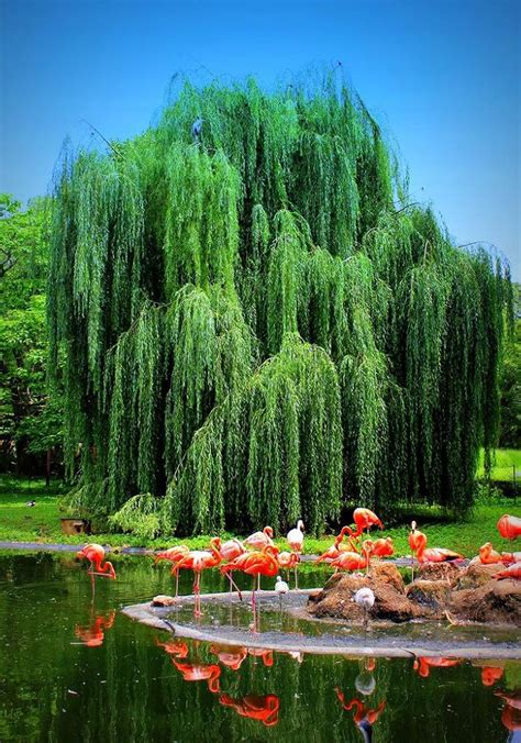 CZGrain 2 Weeping Willow Trees - Beautiful Arching Canopy - India | Ubuy